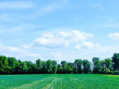 A green field with a tree line and blue sky behind